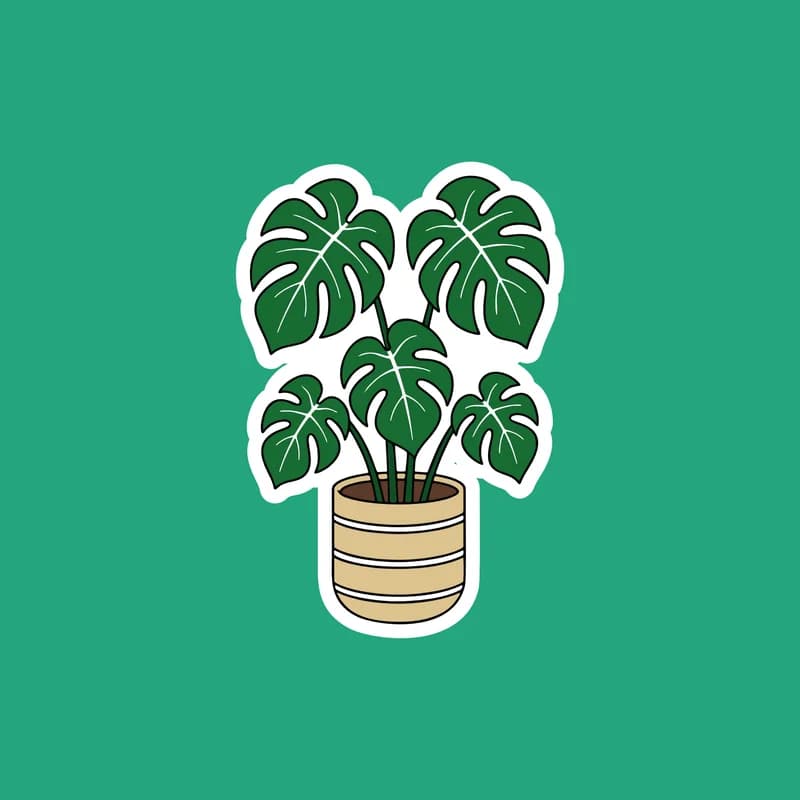 Monstera