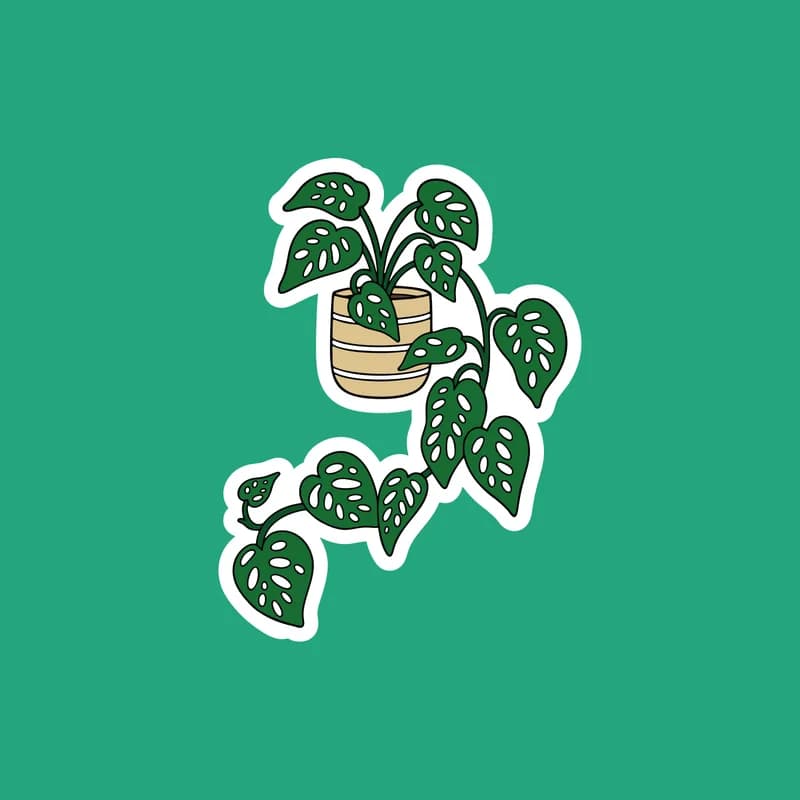 Monstera adansonii